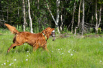 DSC_0316.jpg
